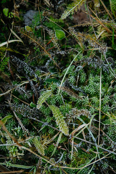 Frost-Kissed Leaves and Grass: A Delicate Winter Embrace.