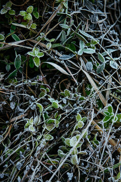 Frost-Kissed Leaves and Grass: A Delicate Winter Embrace.
