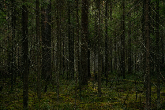 Sunlit Pine Forest Path in the Quiet Wilderness.