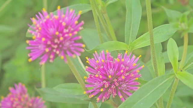 Vibrant pink Japanese globe amaranth flowers sway gently in the breeze, blooming beautifully among lush green foliage in a garden.