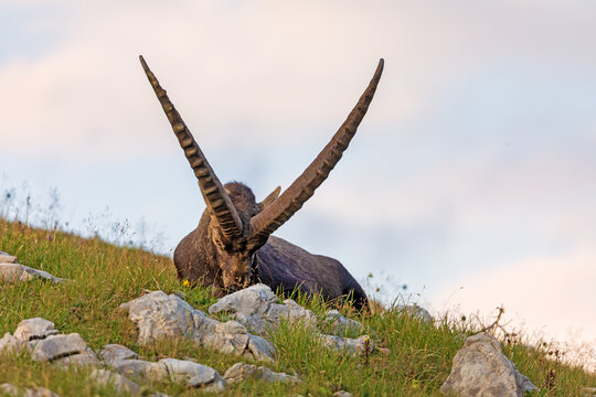 Alpensteinbock - Allg&auml;u - Steinbock - Oberstdorf - Berge - H&ouml;rner 