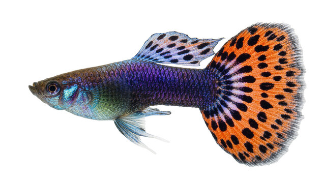 Vibrant male guppy fish with iridescent purple body and orange spotted tail fin