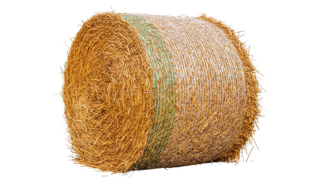 Large cylindrical golden straw hay bale wrapped with green agricultural netting