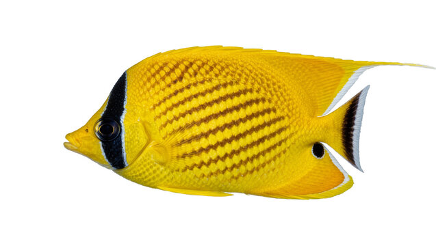 Bright yellow butterflyfish with black eye stripe and brown diagonal body lines