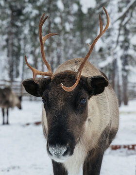 Close up portrait of a northern reindeer with large antlers in a snowy winter forest, beautiful arctic wildlife and Christmas holiday concept.