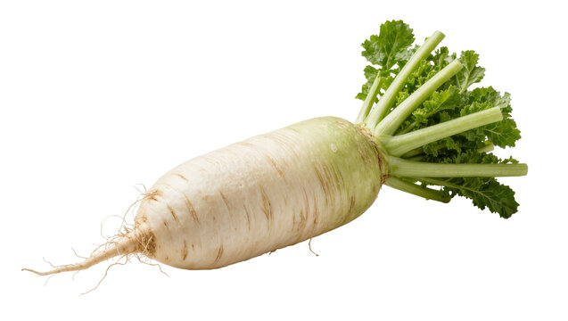 Fresh whole white daikon radish with green leafy tops