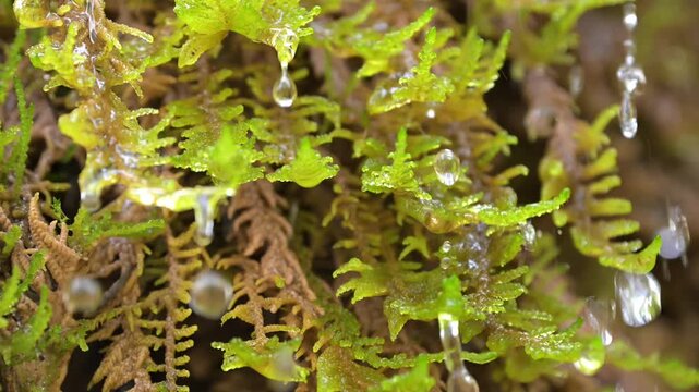 Wassertropfen fallen vom Moos der ber&uuml;hmten Schleierf&auml;lle in der Ammerschlucht bei Bad Bayersoien in Bayern. 