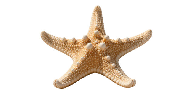 Textured beige starfish with five arms and bumpy surface detail