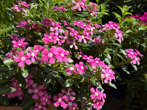 Catharanthus roseus Madagascar periwinkle vinca pink flowers