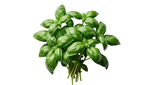 Fresh green basil herb bunch with vibrant aromatic leaves