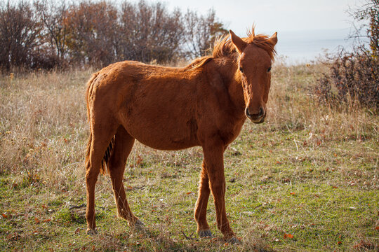Young Chestnut Horse Standing in an Autumn Meadow Field, Beautiful Brown Foal. Wild Young Stallion