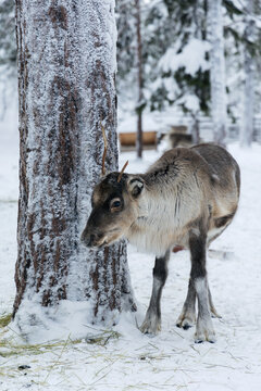 Young northern reindeer calf with small growing antlers standing next to a snow-covered pine tree trunk, winter forest in Lapland.