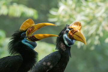 blyth's hornbill (rhyticeros plicatus) couple calling out with open beaks in forest © DS light photography