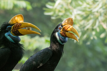 blyth's hornbill (rhyticeros plicatus) couple calling out with open beaks in forest © DS light photography