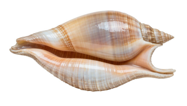 Smooth beige and brown spiral conch seashell with elongated pointed tip