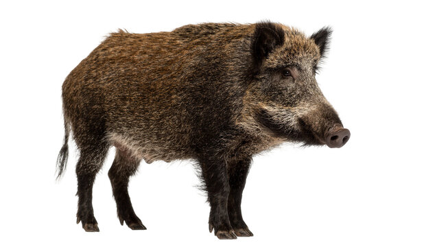 Large brown wild boar standing in profile