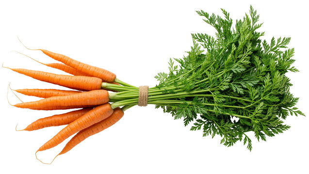 Fresh orange carrots with green leafy tops tied together with rustic twine