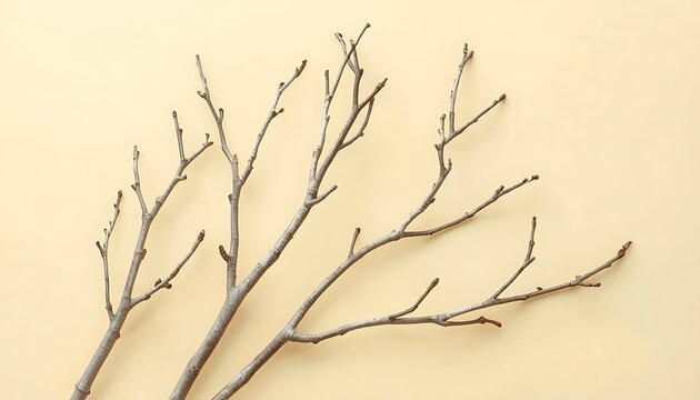 Bare tree branches with tiny buds against warm beige background