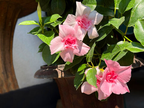 Mandevilla sanderi Brazilian jasmine Mexican love vine pink flowers.
