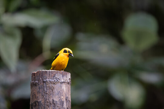 Golden Tanager (Tangara arthus) displaying its vibrant yellow plumage while perched in the tropical cloud forest of Sumaco, Napo Province, Ecuador, South America.