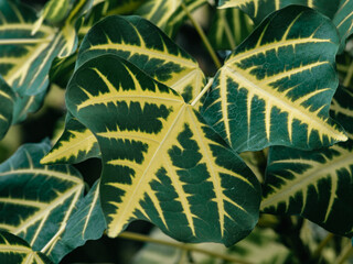 Close-up of striking dark green leaves with bold yellow veins and fishbone pattern, variegated tropical foliage in natural light, vibrant plant texture background © Tavan