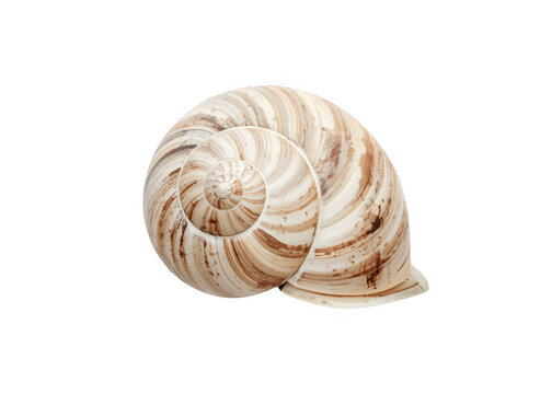 Spiral snail shell with intricate natural growth pattern
