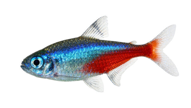 Neon tetra fish with vibrant blue and red horizontal stripes