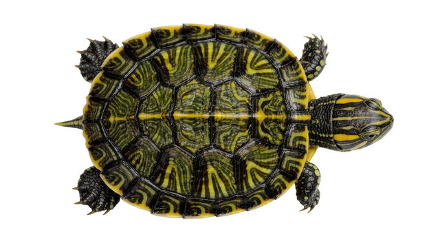 Small yellow and green patterned red-eared slider turtle top view