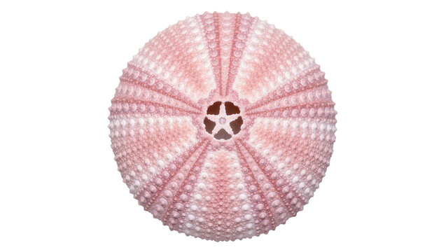 Pink sea urchin shell with intricate geometric texture and star pattern