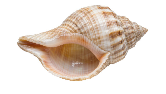 Spiral patterned brown and beige marine conch seashell