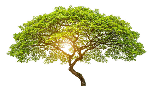 Large spreading rain tree with vibrant green foliage and sunlit canopy
