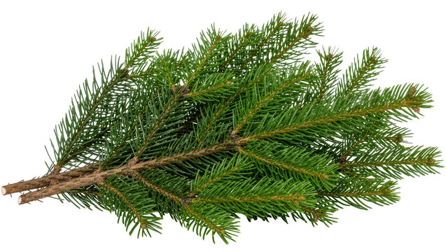 Fresh green spruce tree branch with dense needles and brown woody stem