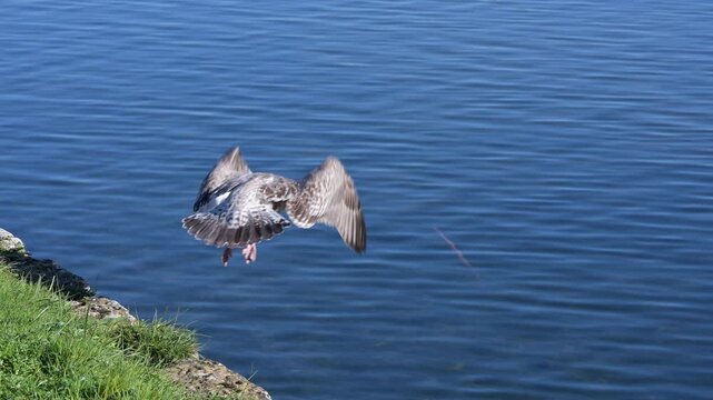 Herring Gull (Larus argentatus) juvenile diving into a lake to investigate some floating vegetation. September, Kent, UK [Slow motion x4]