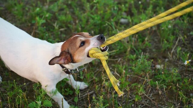 Top view of Playful Jack Russell Terrier dog pulling yellow rope toy on green grass meadow. Active pet gaming, domestic canine dynamic action, agility training, small purebred concept outdoor, workout