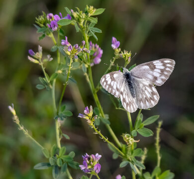 White-Spotted, Western Pontia Butterfly with Open Wings in a Prairie Wildflower Habitat