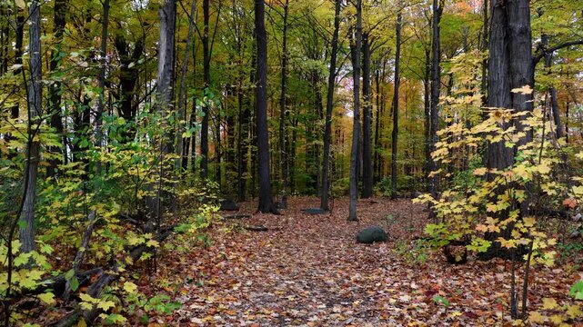 Autumn forest walking path with colorful trees. Hiking trail in fall season