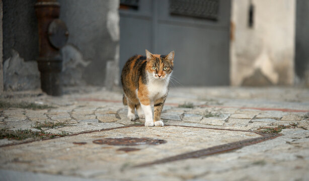 Calico cat walking on cobblestone street
