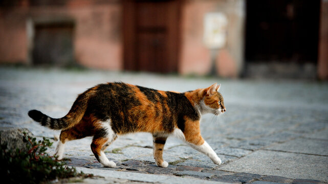 Calico cat walking on cobblestone street outdoors daytime