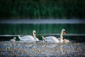 White swans and gray cygnets swim in morning light © tan4ikk