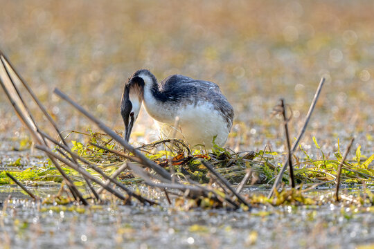 Chomga Builds Floating Nest