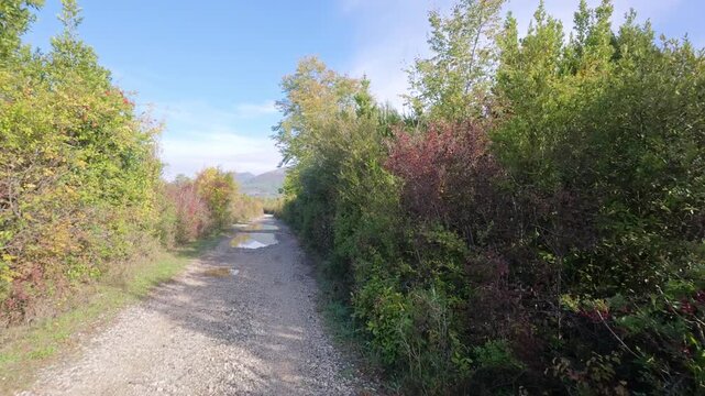 First-Person Ride Between Dense Green Trailside Shrubs