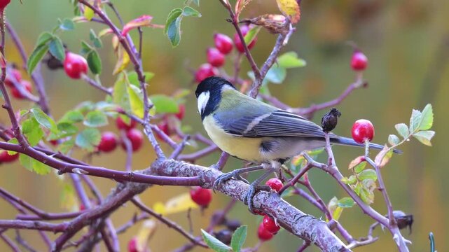 Great tit (Parus major), lingers on the dog rose branch (rosa canina), with many red berries
