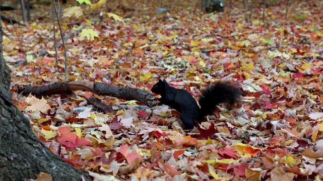 Black squirrel standing in leaves by tree branch in autumn forest.