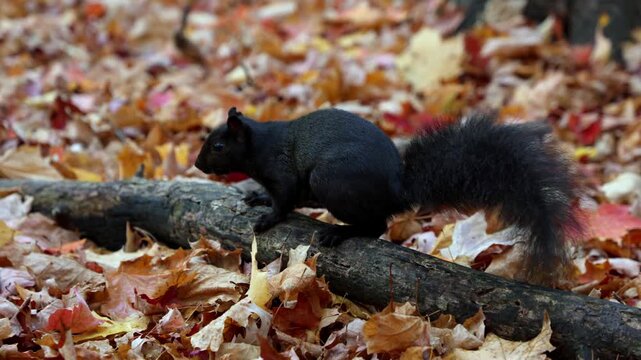Black squirrel standing on log in autumn forest.