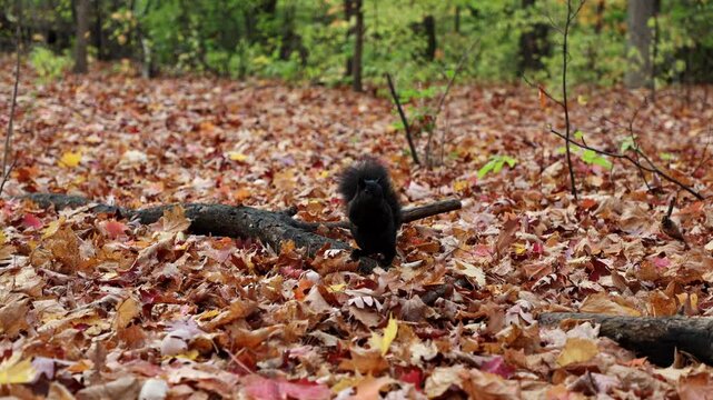 Black squirrel among colorful fallen maple leaves in autumn forest.