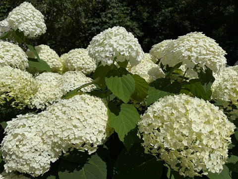 White Smooth hydrangea Sevenbark Tree hydrangea Hydrangea arborescens bush