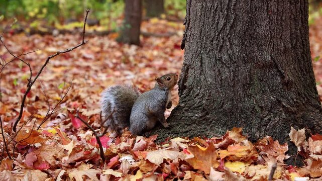Grey squirrel standing by tree trunk on autumn leaves in forest