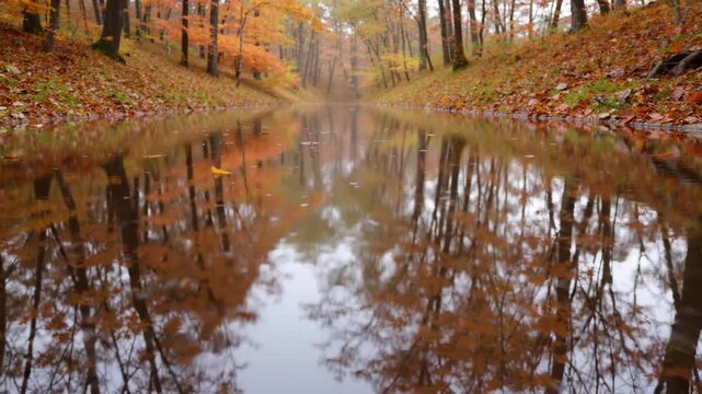 Captures Serene Autumnal Scene Centered Around Reflective Waterway Cuts Forest Main Subject Of Photograph Filled With Multitude Fallen