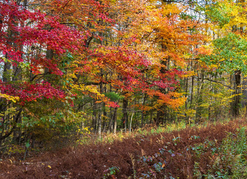 Fall foliage in Lenox, Massachusetts
