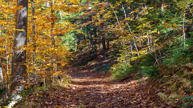 Trail in Savoy Mountain State Forest in fall
